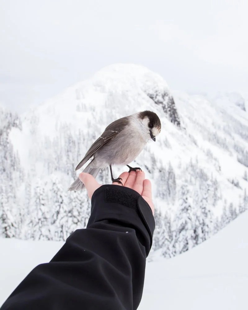Where Do Birds Sleep At Night In The Winter? Born For Pets