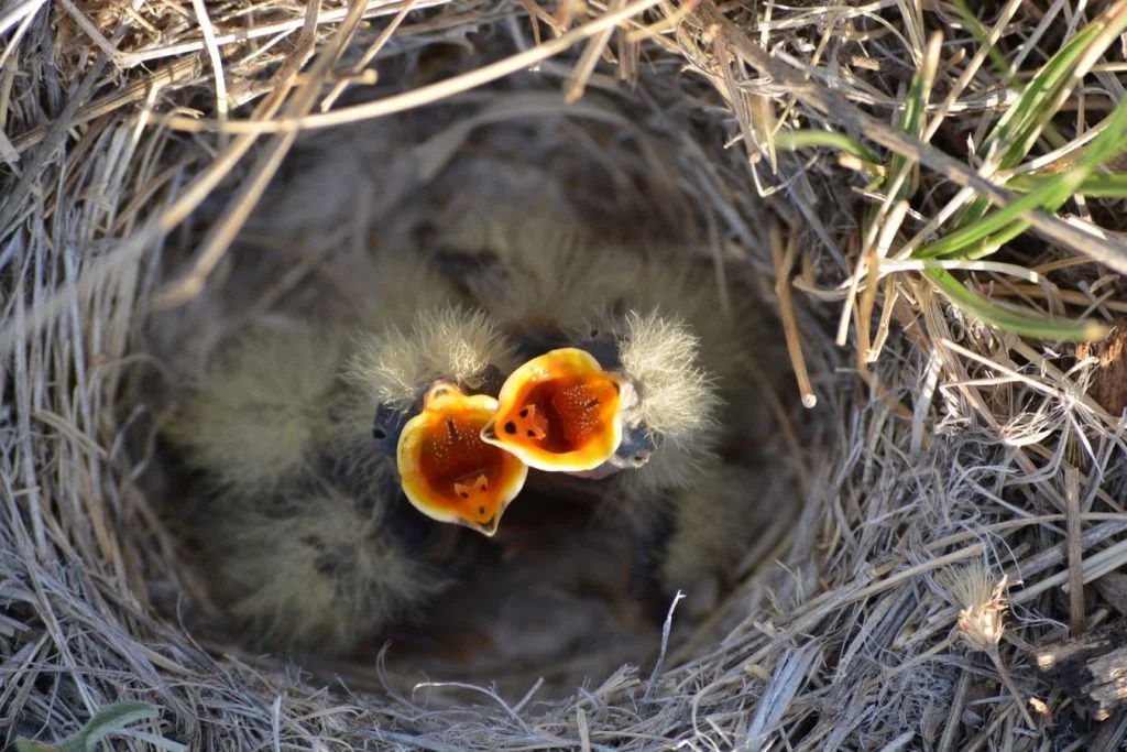 How to Remove Dead Baby Birds On The Ground (And How To Help!) Born