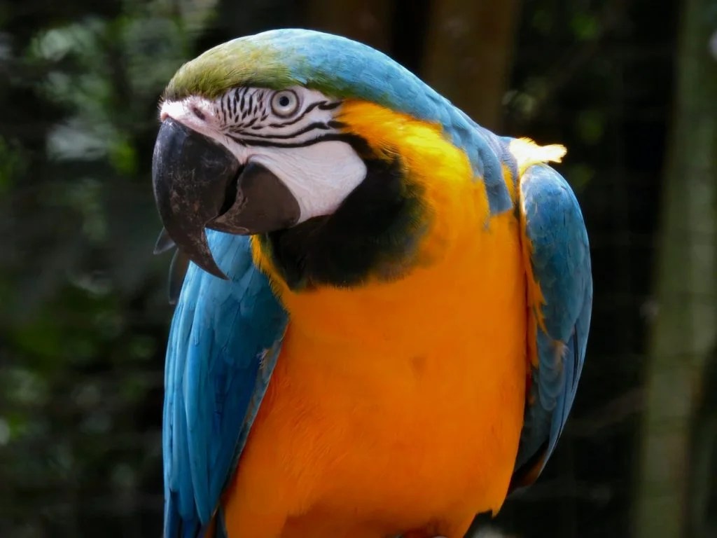 Can Birds Eat Rabbit Food? Born For Pets