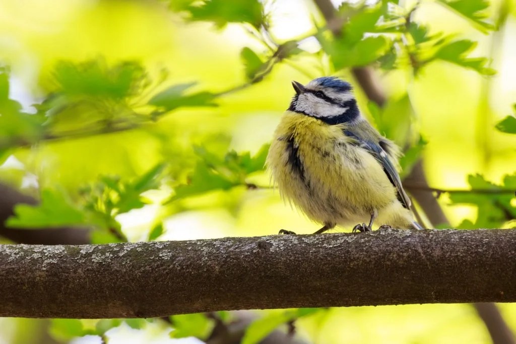 Can Birds Tell If You Are Pregnant? (And How!) Born For Pets