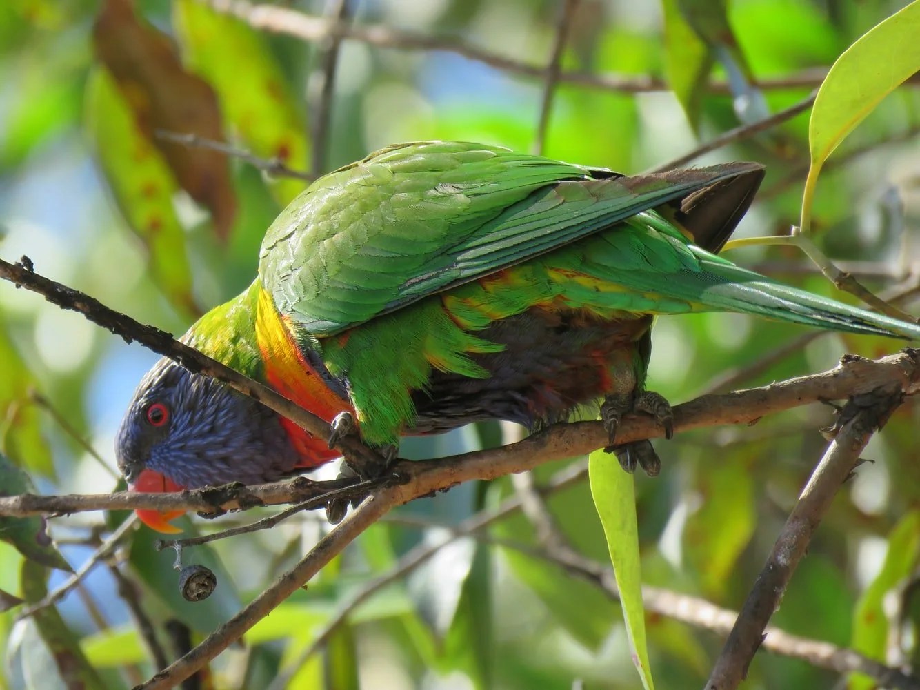 Can Parrots Eat Chicken Bones? Born For Pets