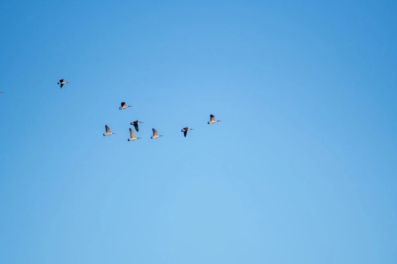 What Season Do Birds Fly South? Born For Pets