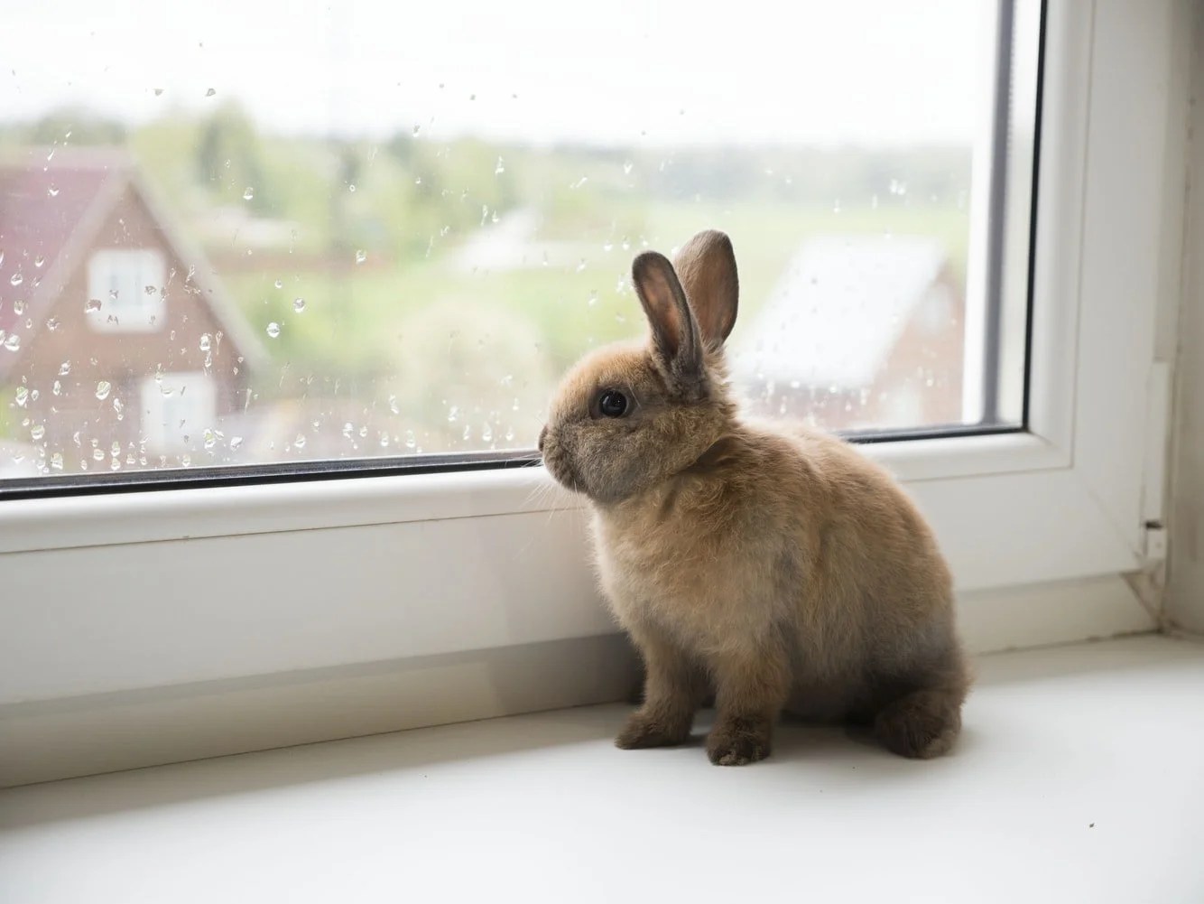 Best Rabbit AntiChew Spray (And How to Use It!) Born For Pets