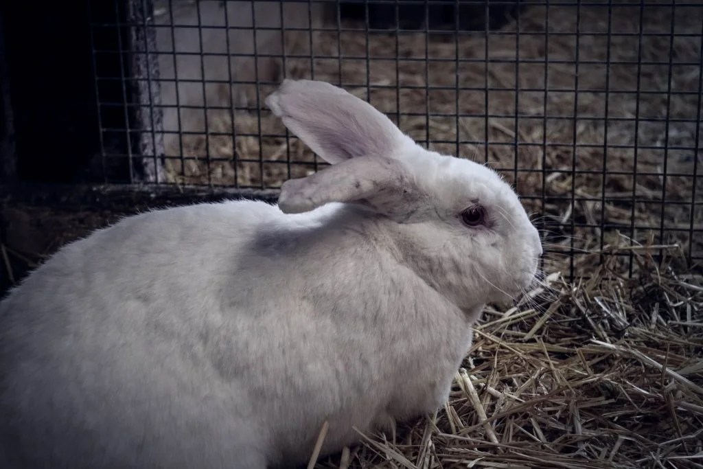 How to Shave a Rabbit (StepbyStep!) Born For Pets