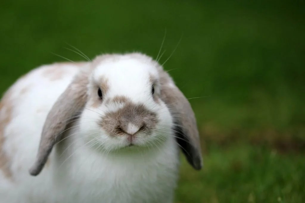 Do Male Rabbits Spray After Neutering? (And Why!) Born For Pets