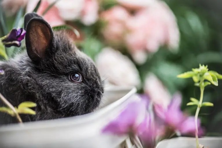 Why Is Mother Rabbit Stepping On Babies? Born For Pets
