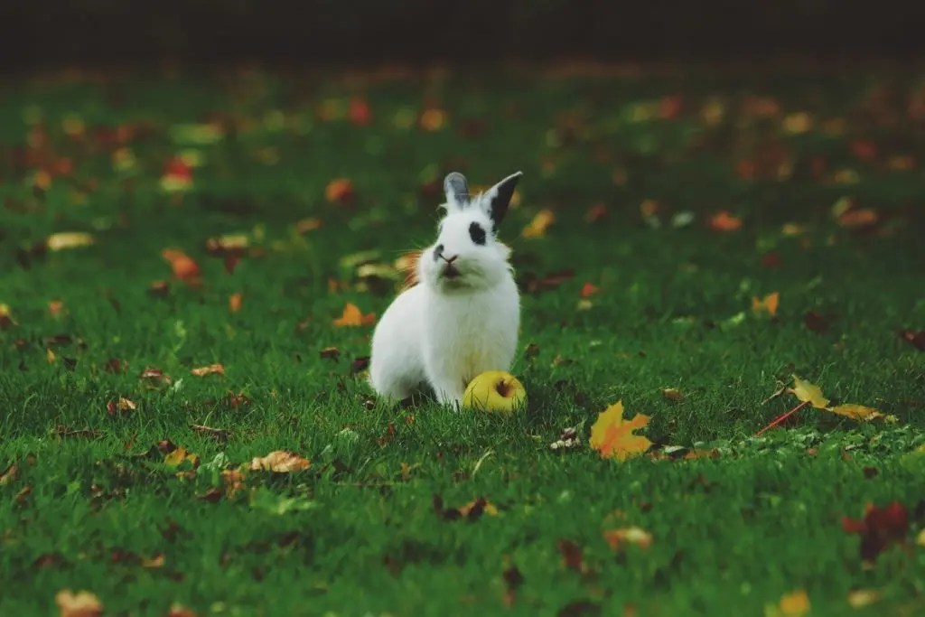 Can Rabbits Give Birth Days Apart? (And Why!) Born For Pets