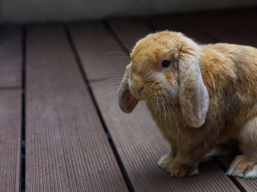 Do Rabbits Mate For Life? (And Why!) Born For Pets