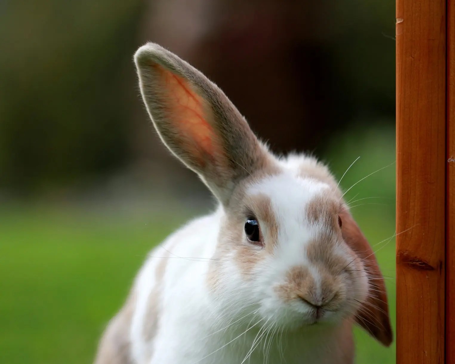 Guide On Moving a Rabbit to a New Hutch (And What To Buy!) Born For Pets