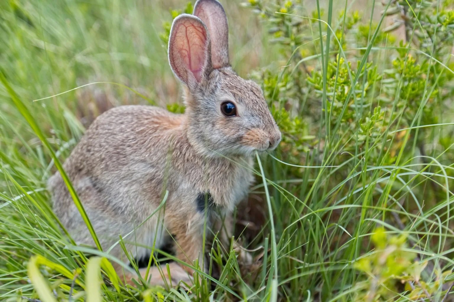 Are Rabbits Good Luck? (And Why!) Born For Pets