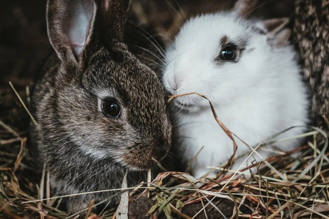 Can Two Female Rabbits Live Together? Born For Pets