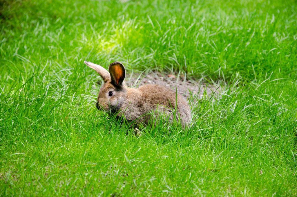 Do Male Rabbits Spray After Neutering? (And Why!) Born For Pets