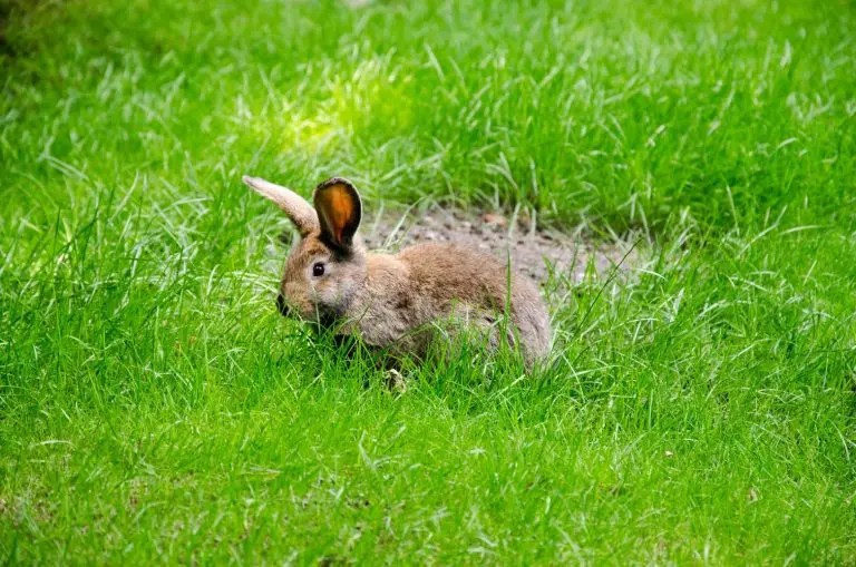 Do Male Rabbits Spray After Neutering? (And Why!) Born For Pets