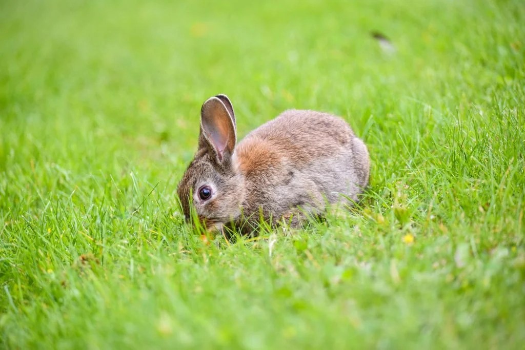 Why Do Rabbits Have Big Feet? (And How They Use Them!) Born For Pets