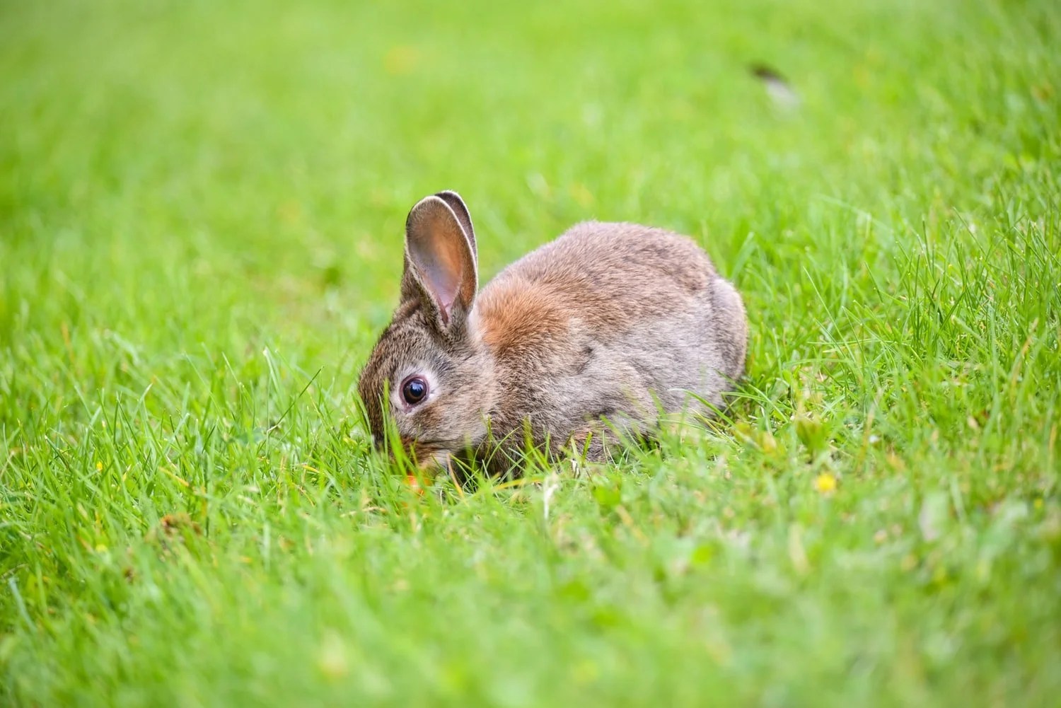 Why Do Rabbits Have Big Feet? (And How They Use Them!) Born For Pets
