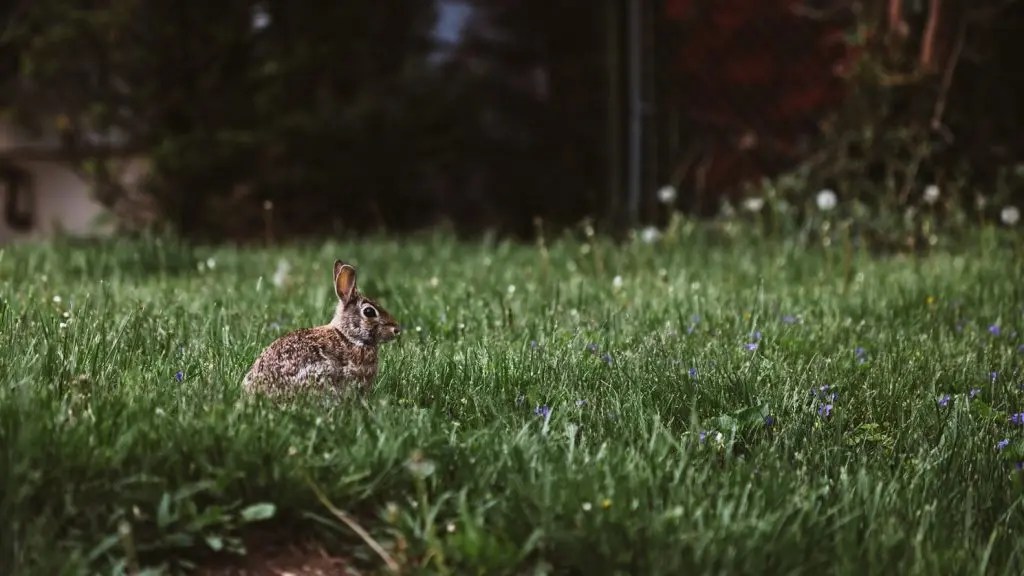 Can Rabbits Drink Out of a Bowl? (And What To Use!) Born