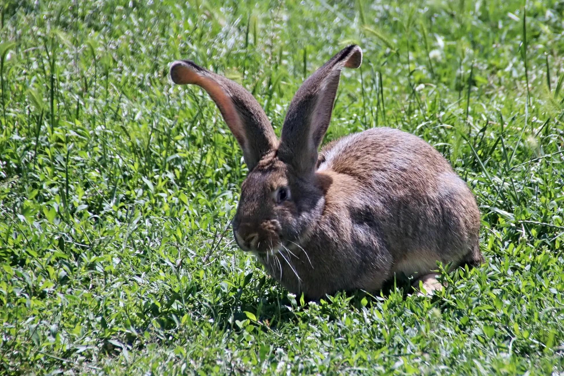 Can Rabbits Play With Dog Toys? (And Which Toys!) Born For Pets