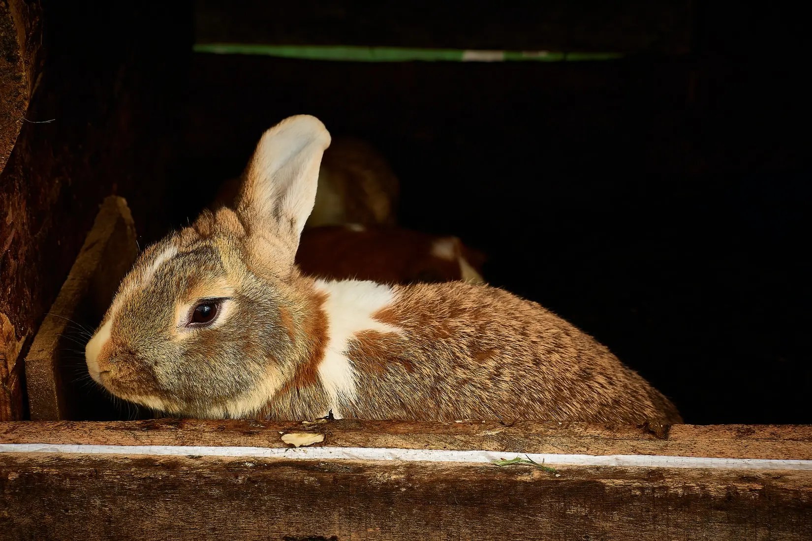 Can Rabbits and Cats Mate? (And Why Not!) Born For Pets
