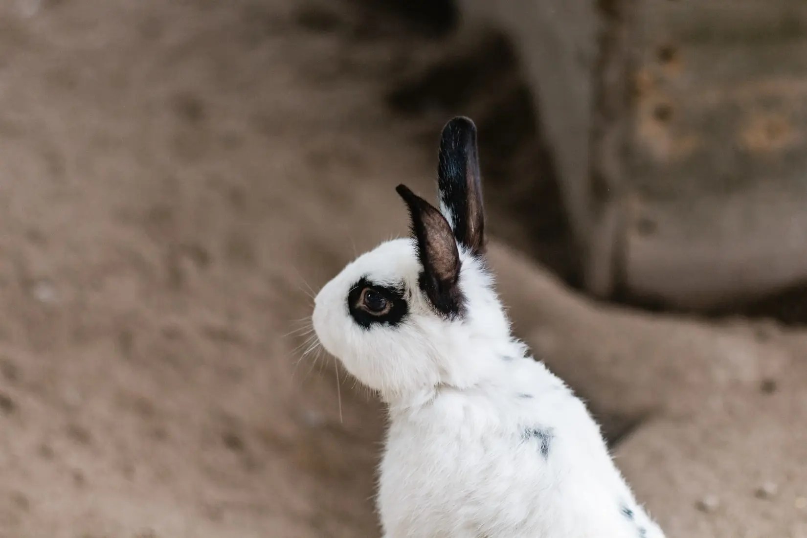 Can Rabbits Chew Pine Cones? Born For Pets