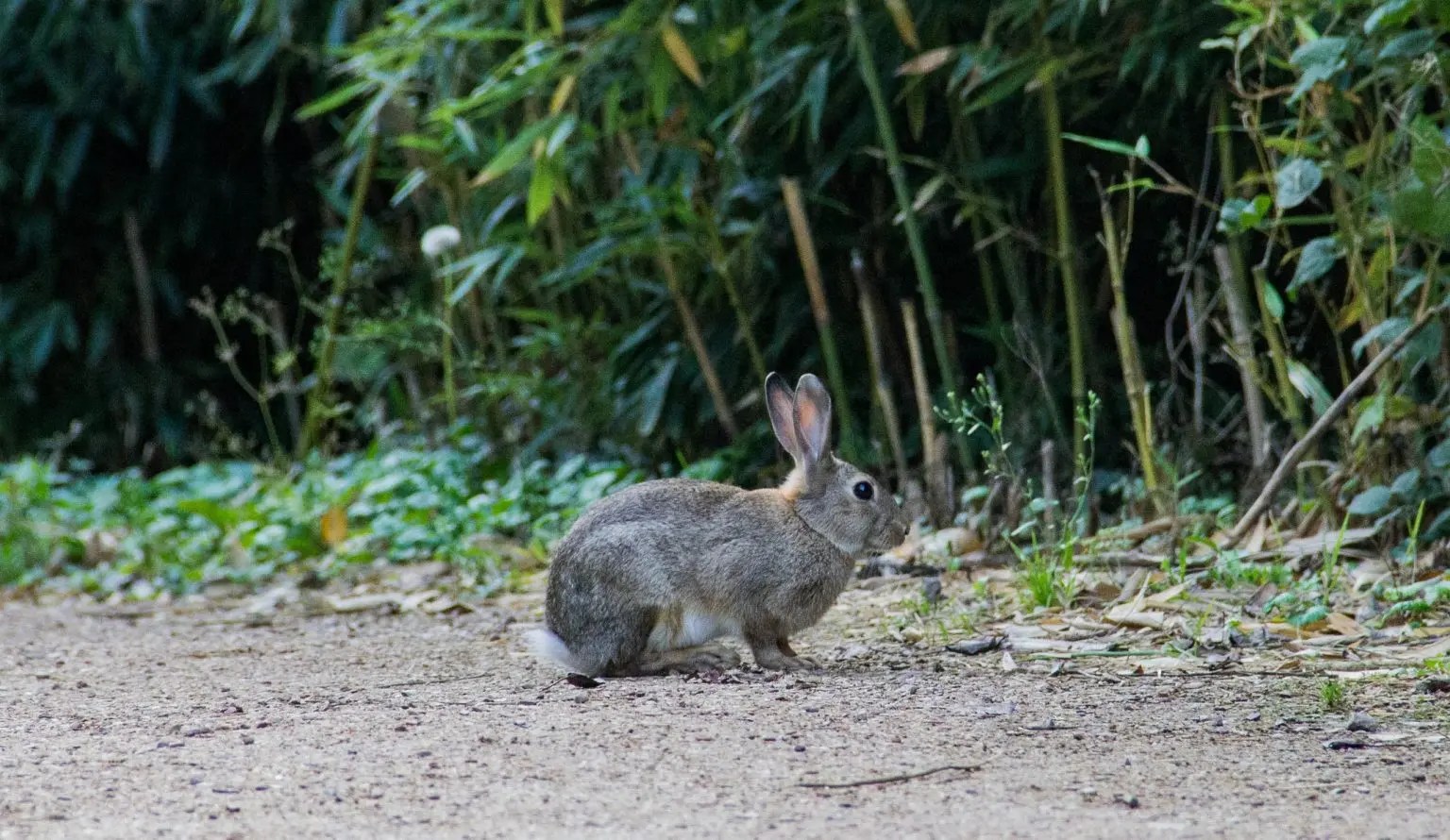 Do Female Rabbits Hump? (And Why!) Born For Pets