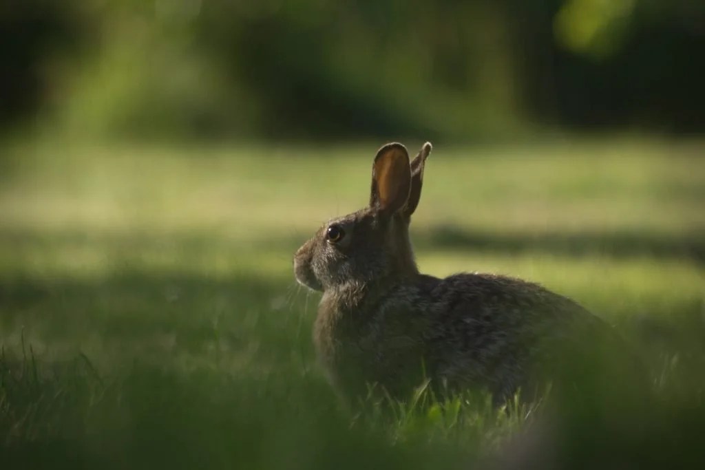 Can Rabbits Play With Tennis Balls? (And Which Ones!) Born For Pets