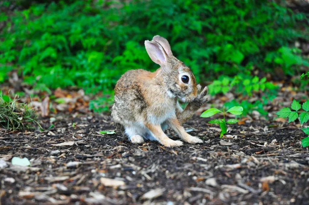 Why Do Male Rabbits Fall Over After Mating? Born For Pets