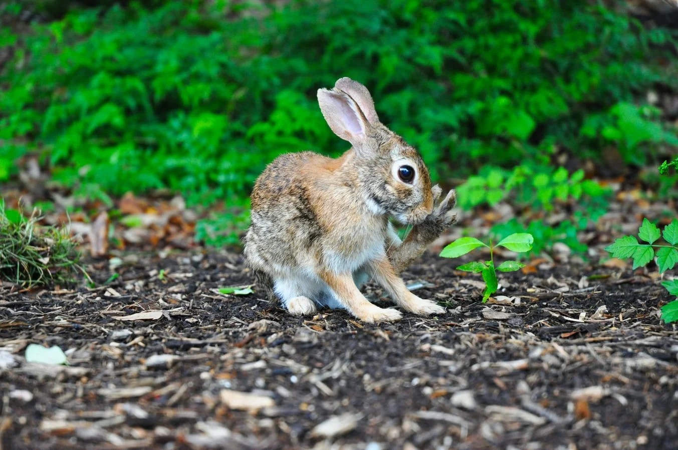 Why Do Male Rabbits Fall Over After Mating? Born For Pets