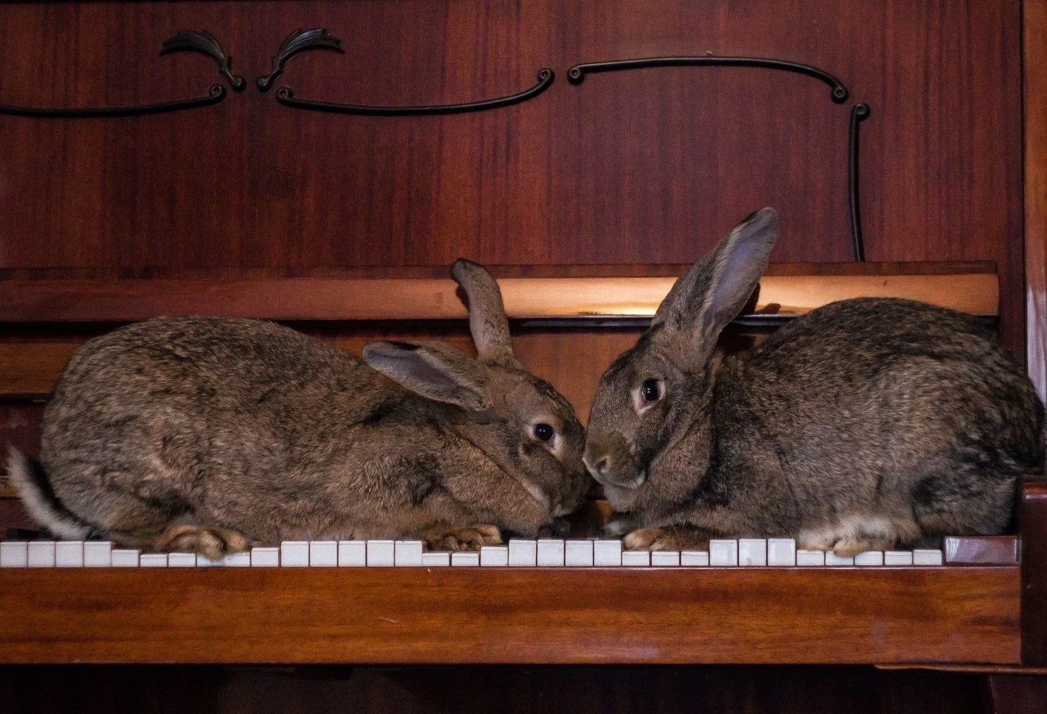 Can Two Female Rabbits Live Together? Born For Pets