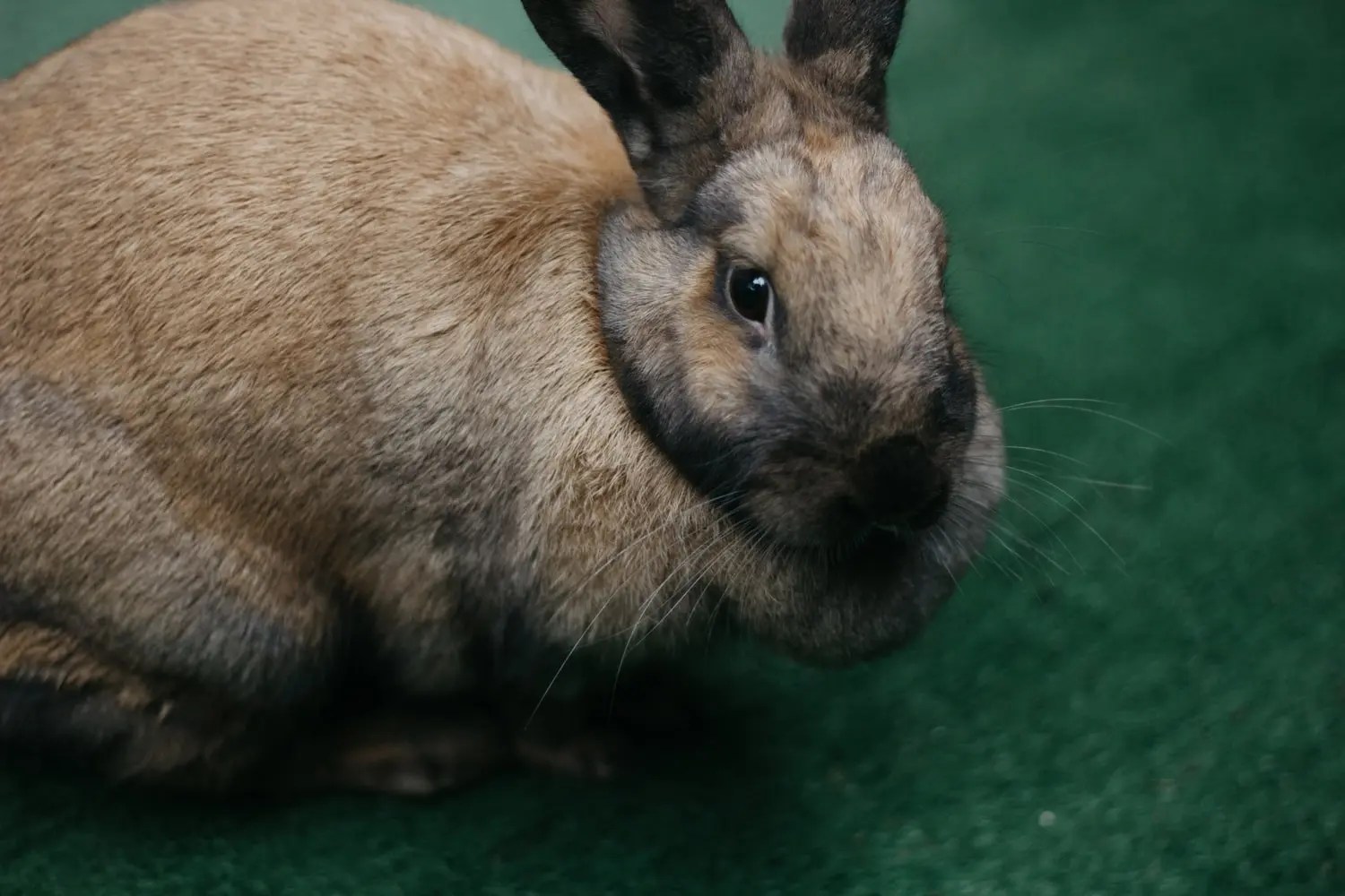 Why Is Wild Rabbit Sitting In One Place? Born For Pets