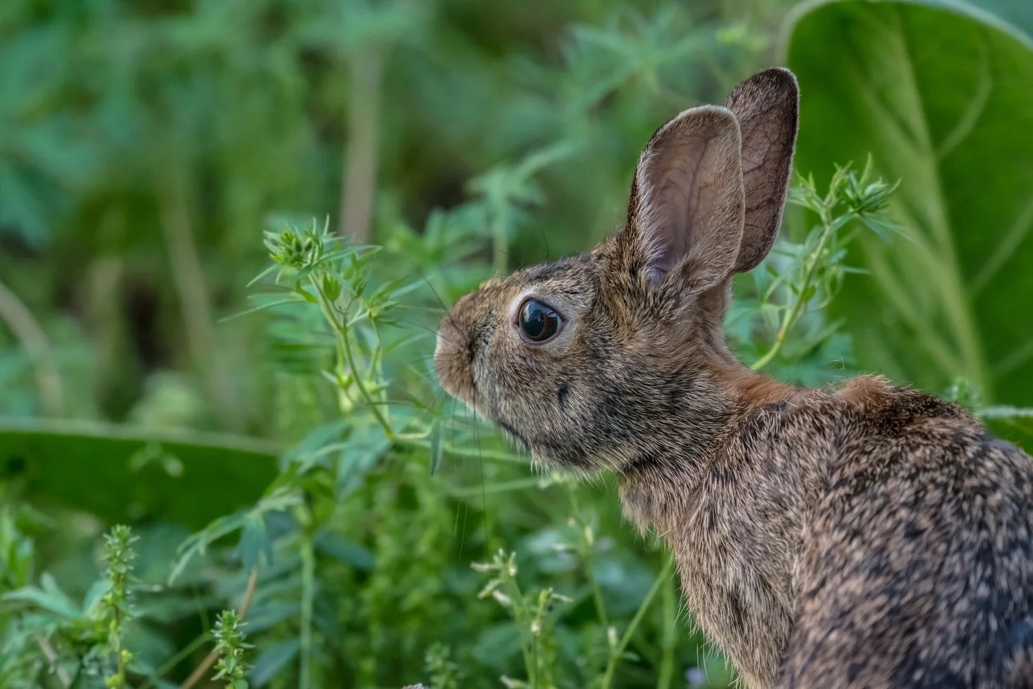 Do Rabbits Dig Tunnels? (And Why!) Born For Pets