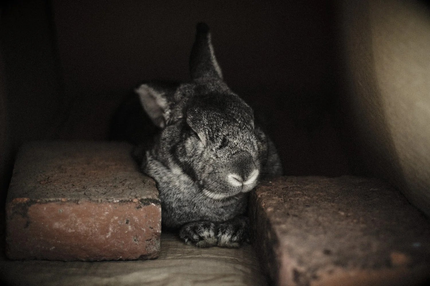 How To Make a Rabbit Sleep at Night (And What Works Best!) Born For Pets