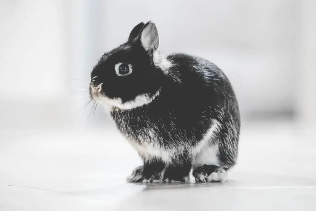 Do Male Rabbits Spray After Neutering? (And Why!) Born For Pets