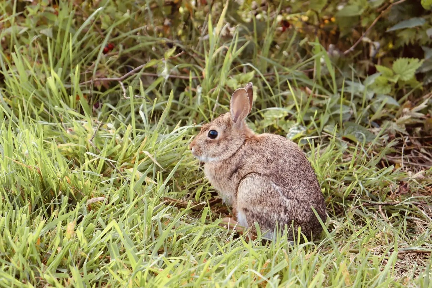 Why Do Rabbits Have Big Feet? (And How They Use Them!) Born For Pets