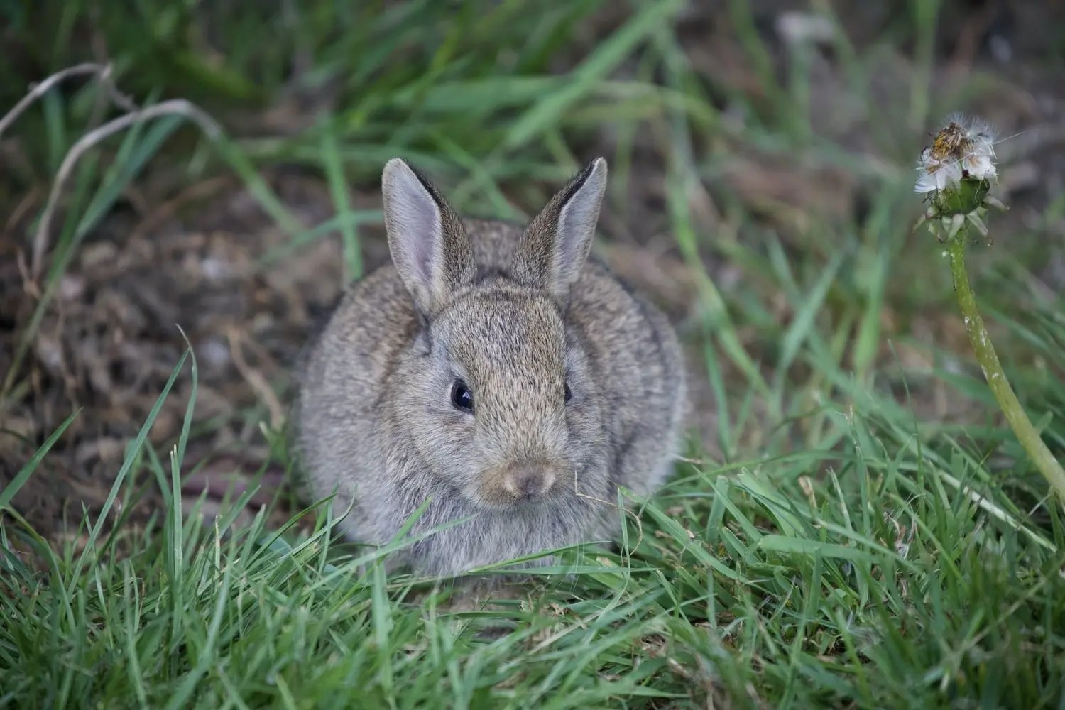 Can Rabbits Get Pink Eye From Humans? Born For Pets