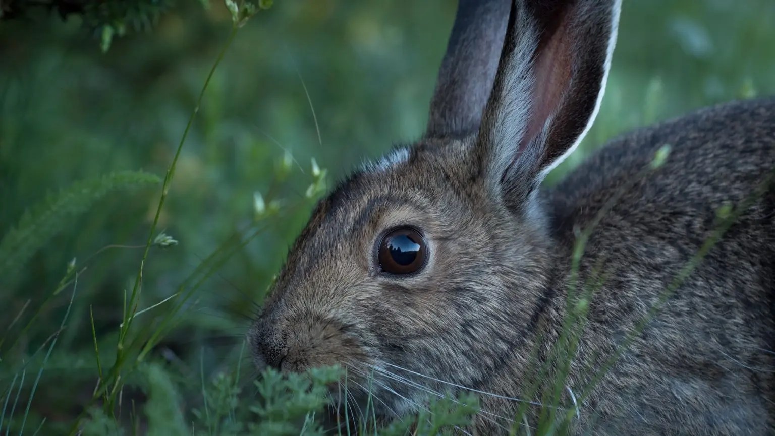 Can Rabbits Drink Out of a Bowl? (And What To Use!) Born