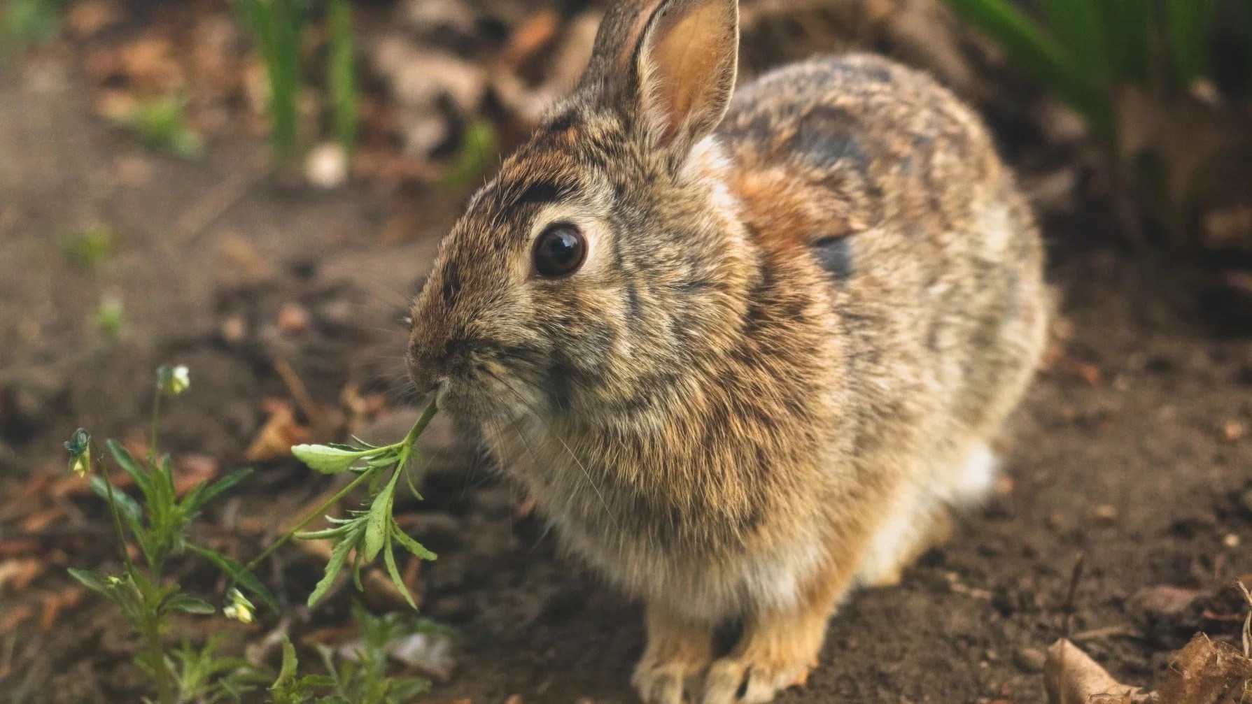 Do Wild Rabbits Have Fleas? (And Why!) Born For Pets