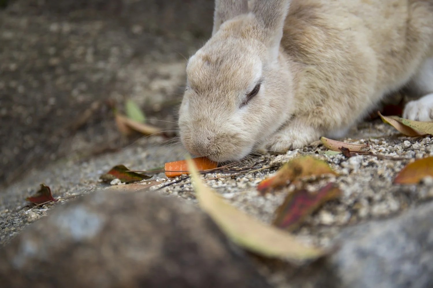Do Rabbits Mate For Life? (And Why!) Born For Pets