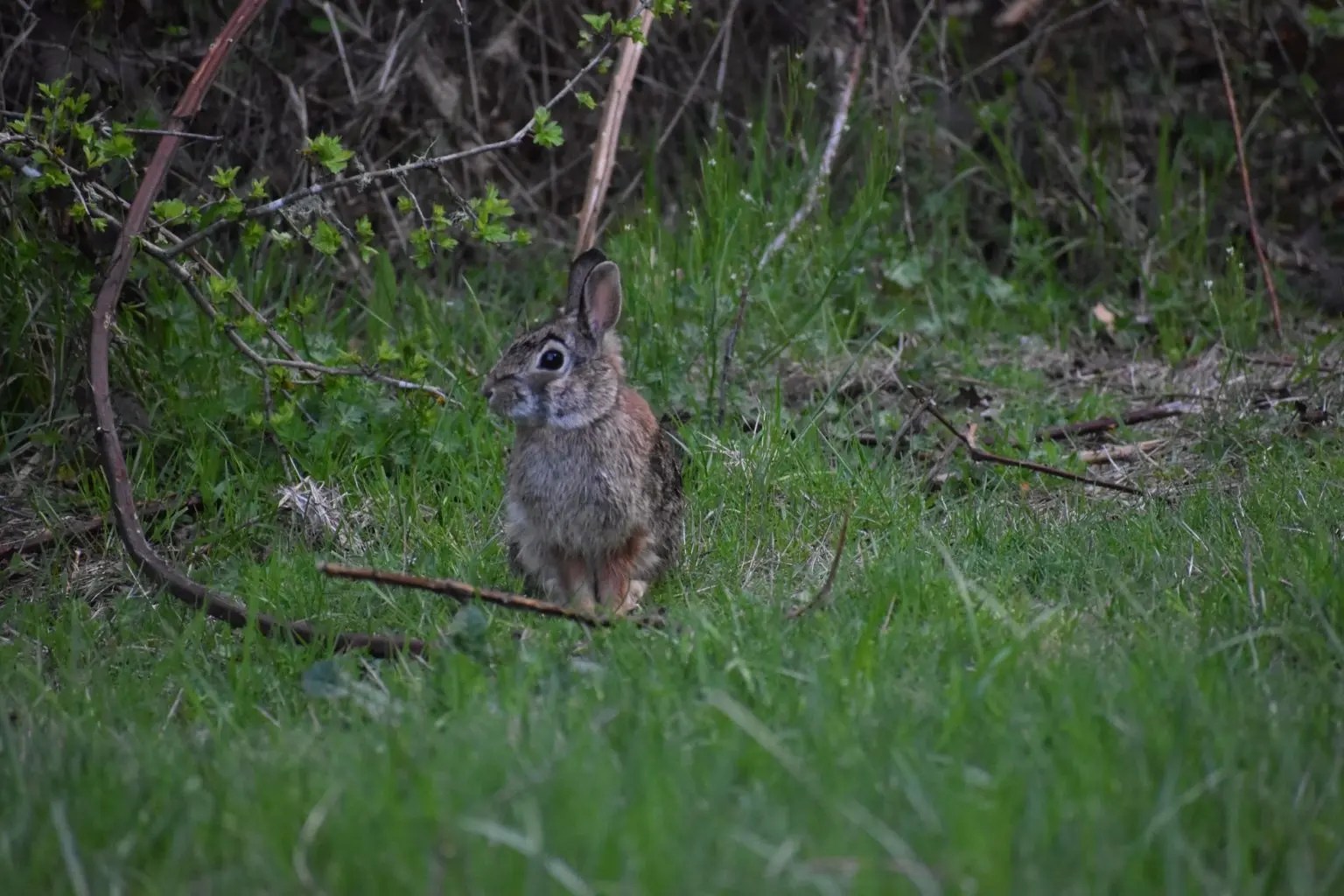 Can Rabbits Eat Cereal Boxes? (And Which Ones!) Born For Pets