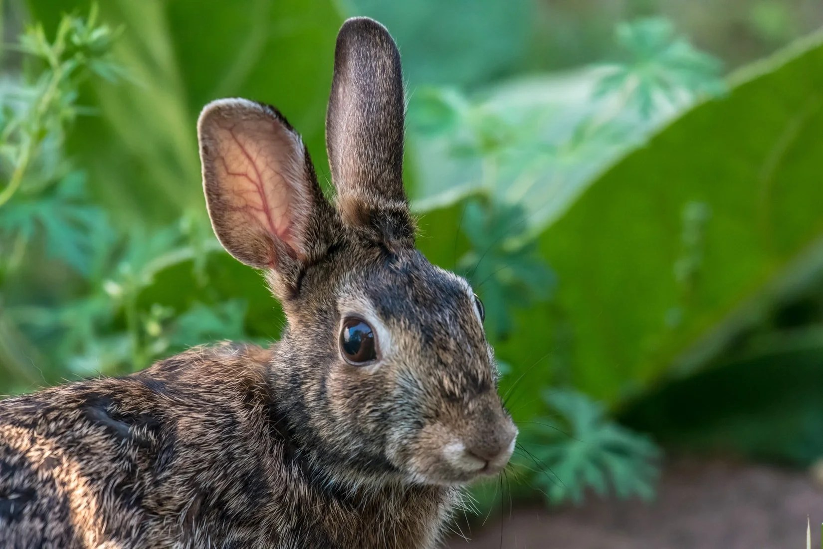 What To Feed Wild Bunnies (And Why!) Born For Pets