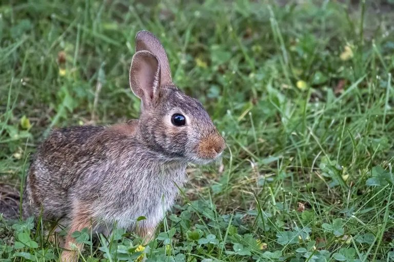 Can Rabbits Chew Pine Cones? Born For Pets