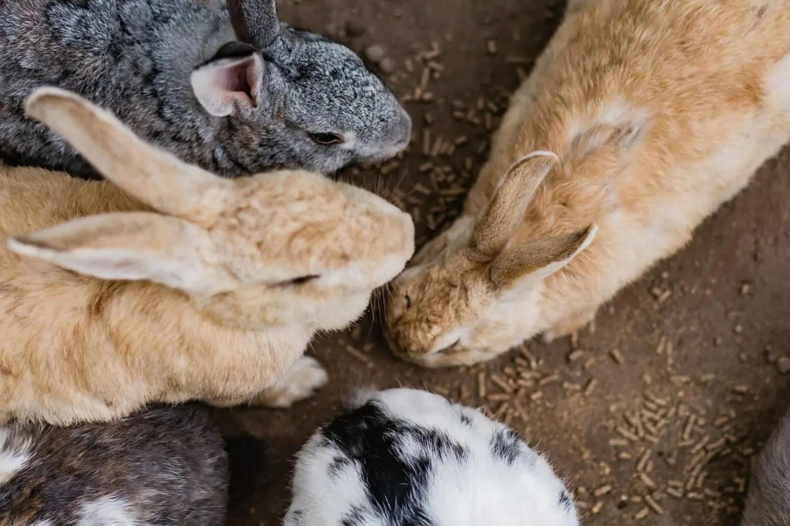 Do Female Rabbits Hump? (And Why!) Born For Pets