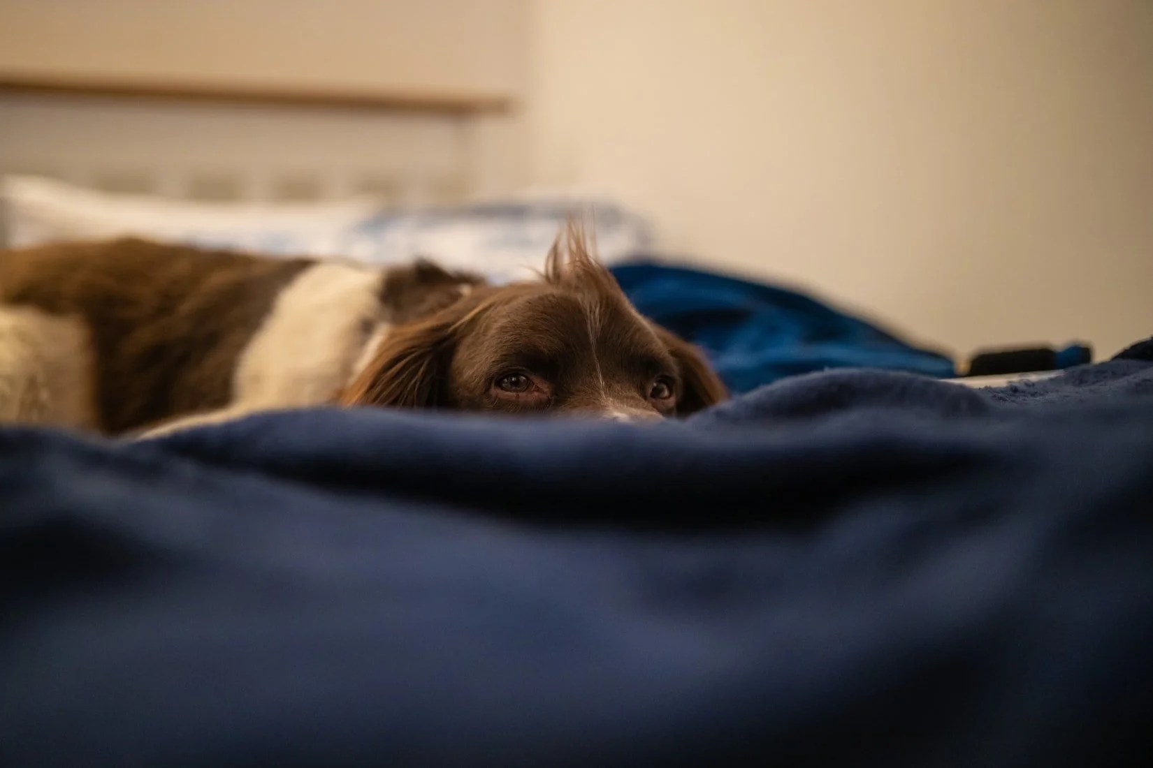 Is My Dog Cold At Night? (And How To Help!) Born For Pets
