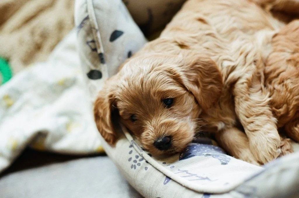 Why Do Female Dogs Chew Underwear? Born For Pets