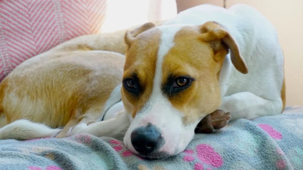 Is My Dog Cold At Night? (And How To Help!) Born For Pets