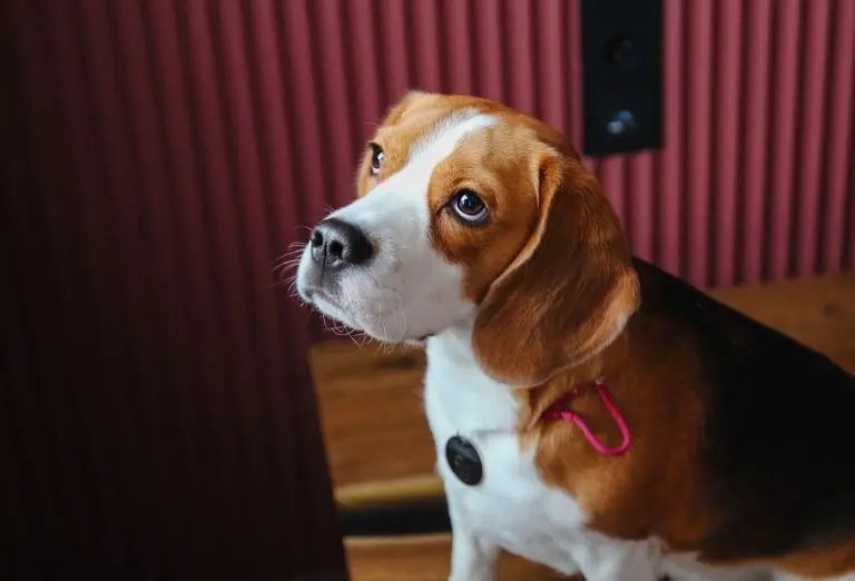 Is Pine Sap Bad For Dogs? Born For Pets