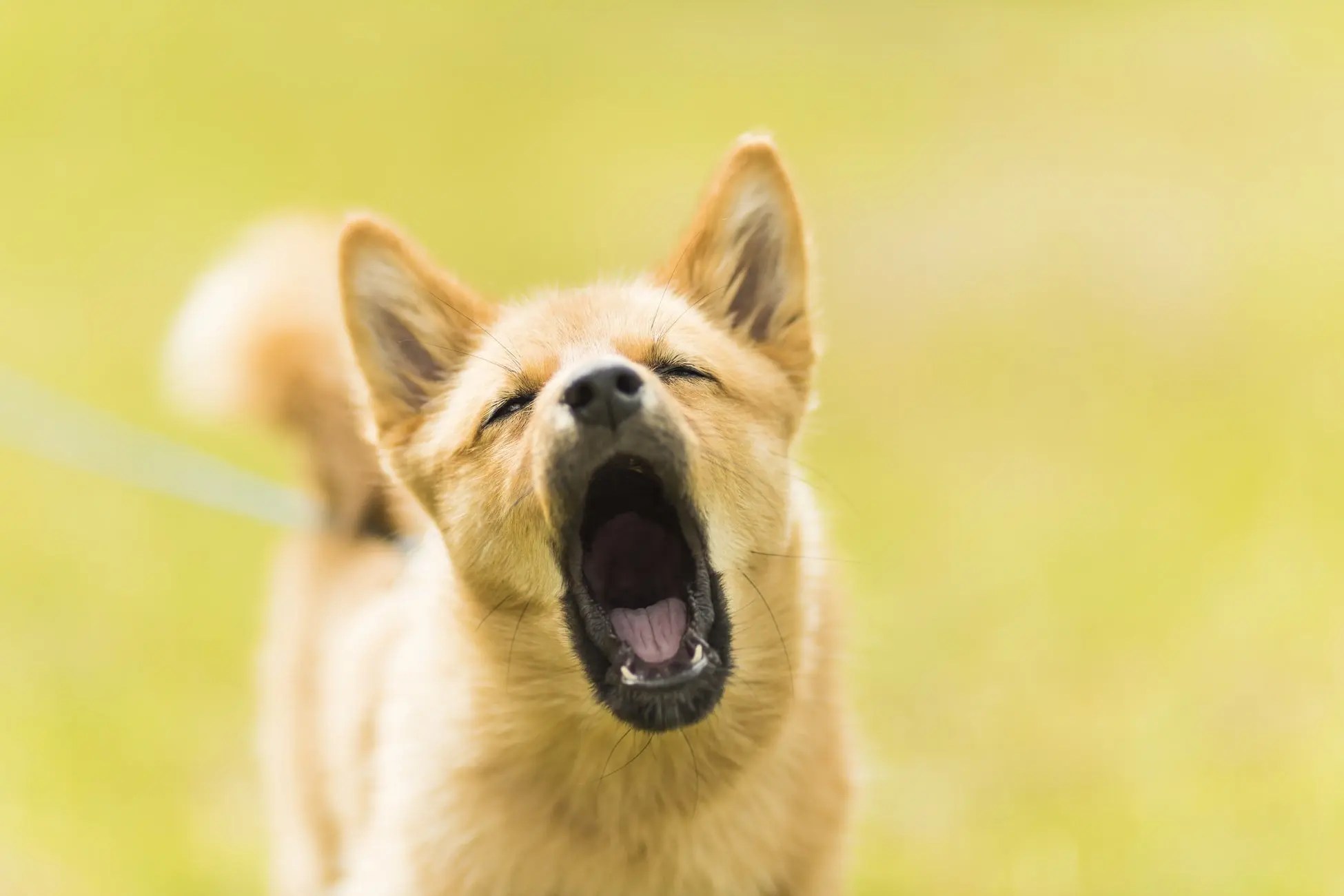 Do Dogs Have Vocal Cords? Born For Pets