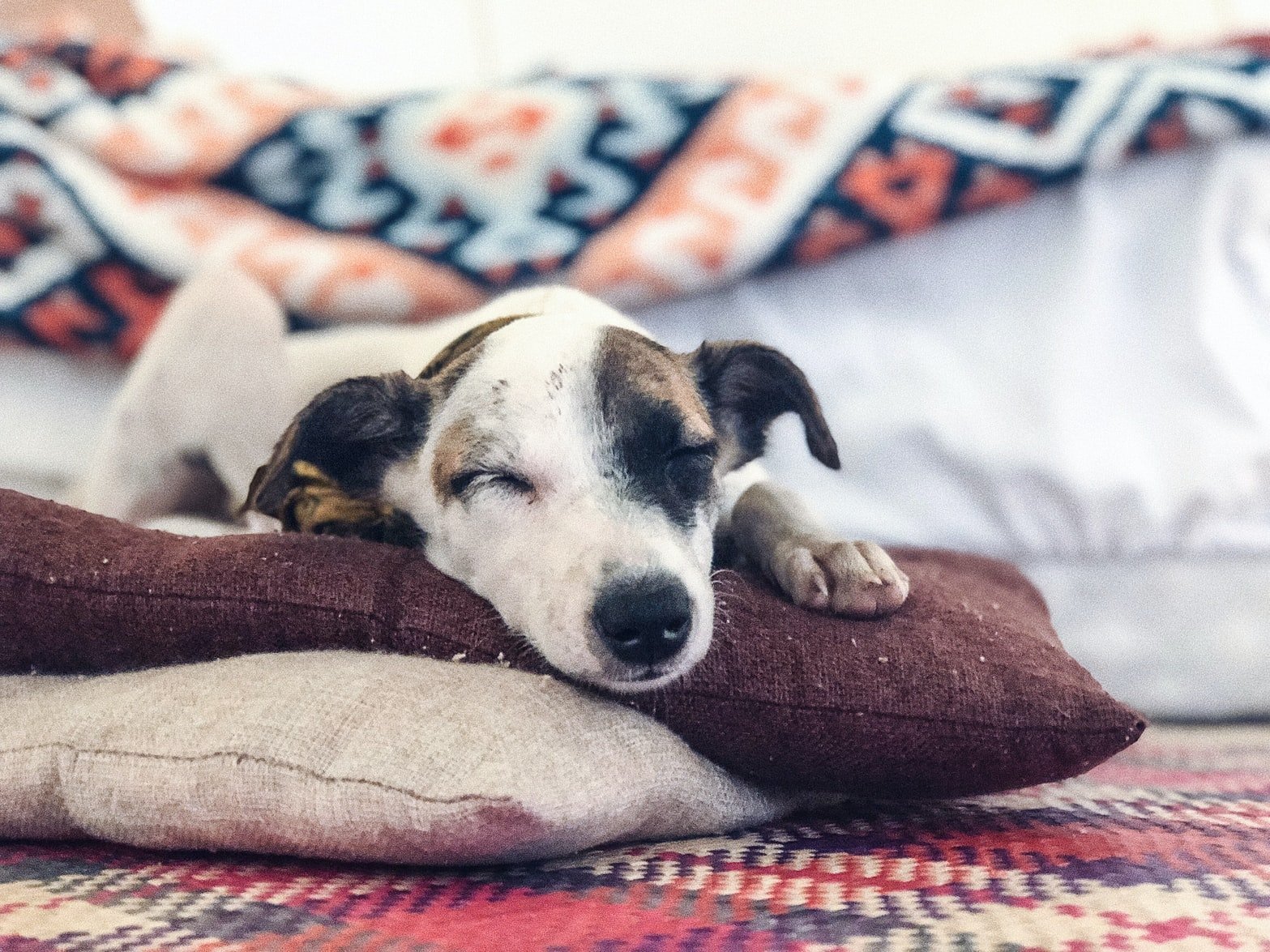 Why Does My Dog Pee On His Blanket? (And How To Stop It!) Born For Pets