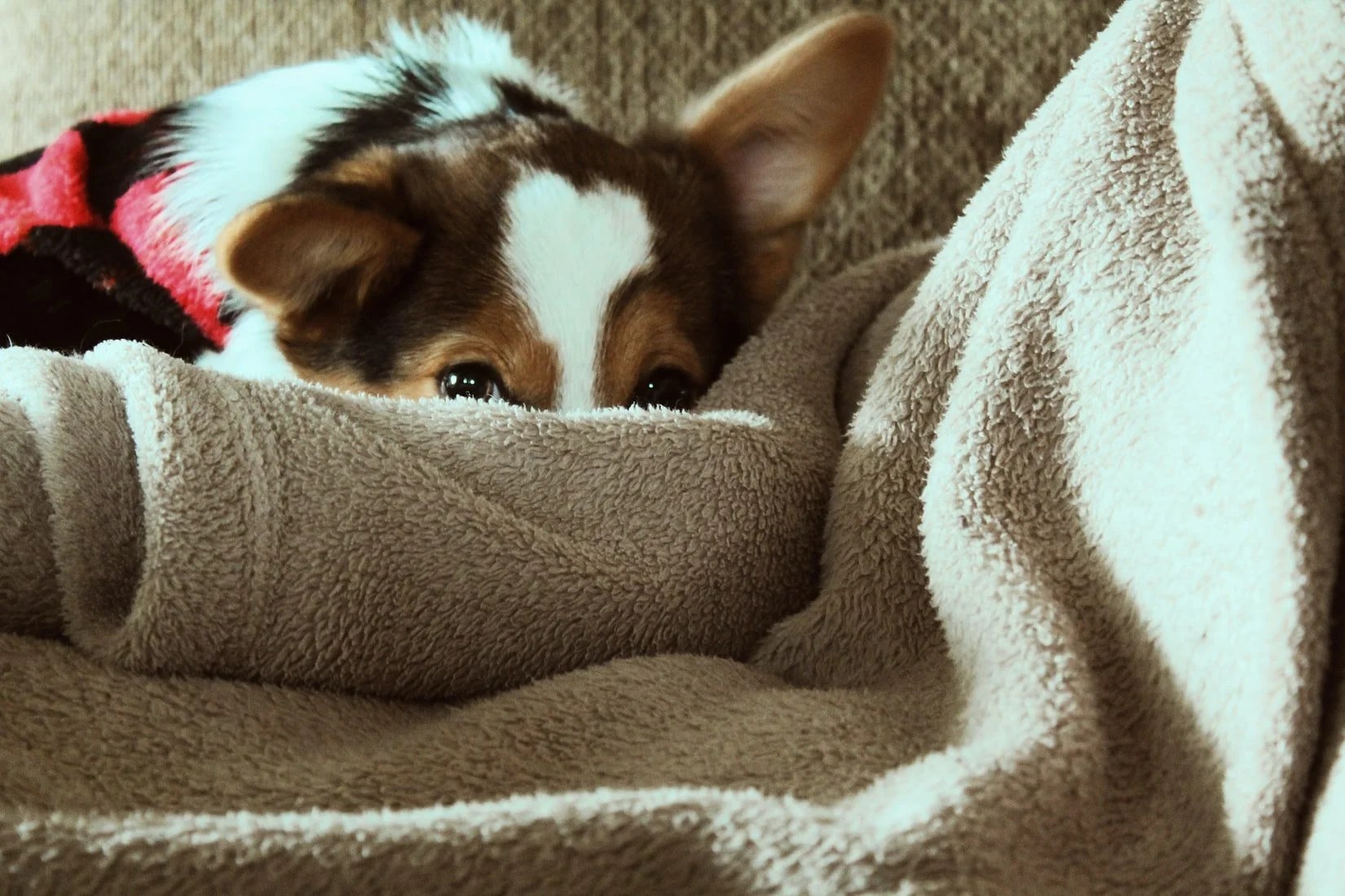 Is My Dog Cold At Night? (And How To Help!) Born For Pets