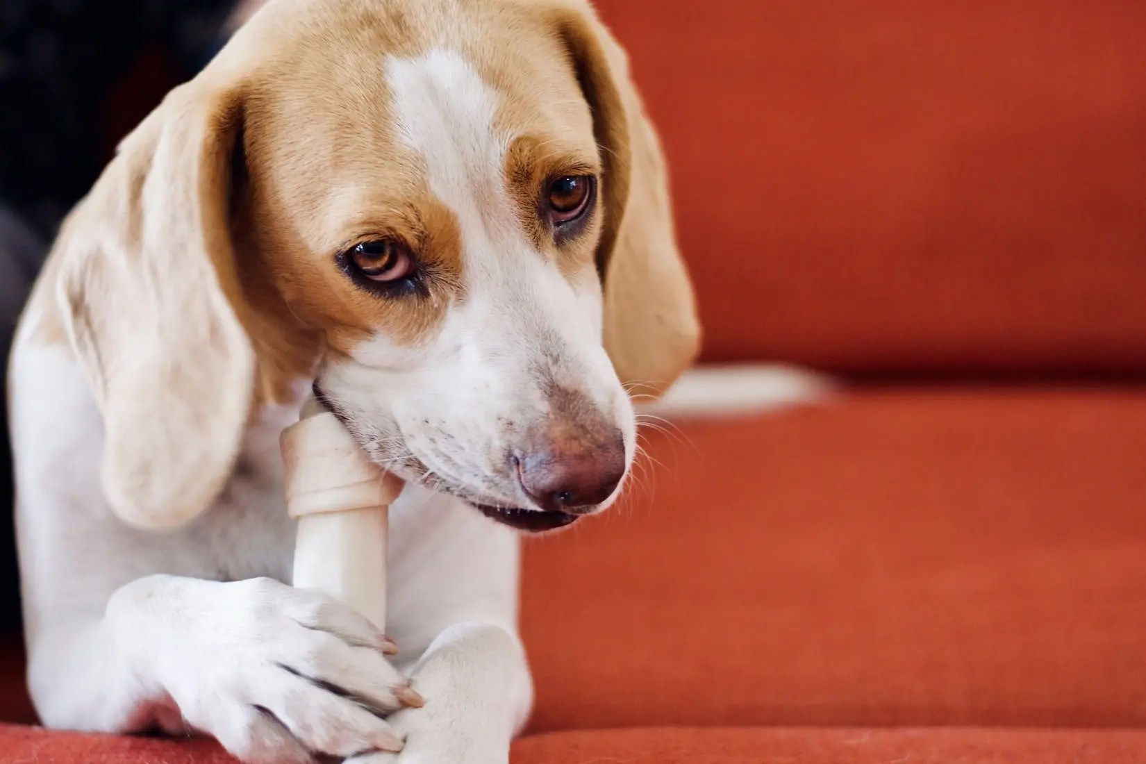Why Does My Dog Bark At His Bone? Born For Pets
