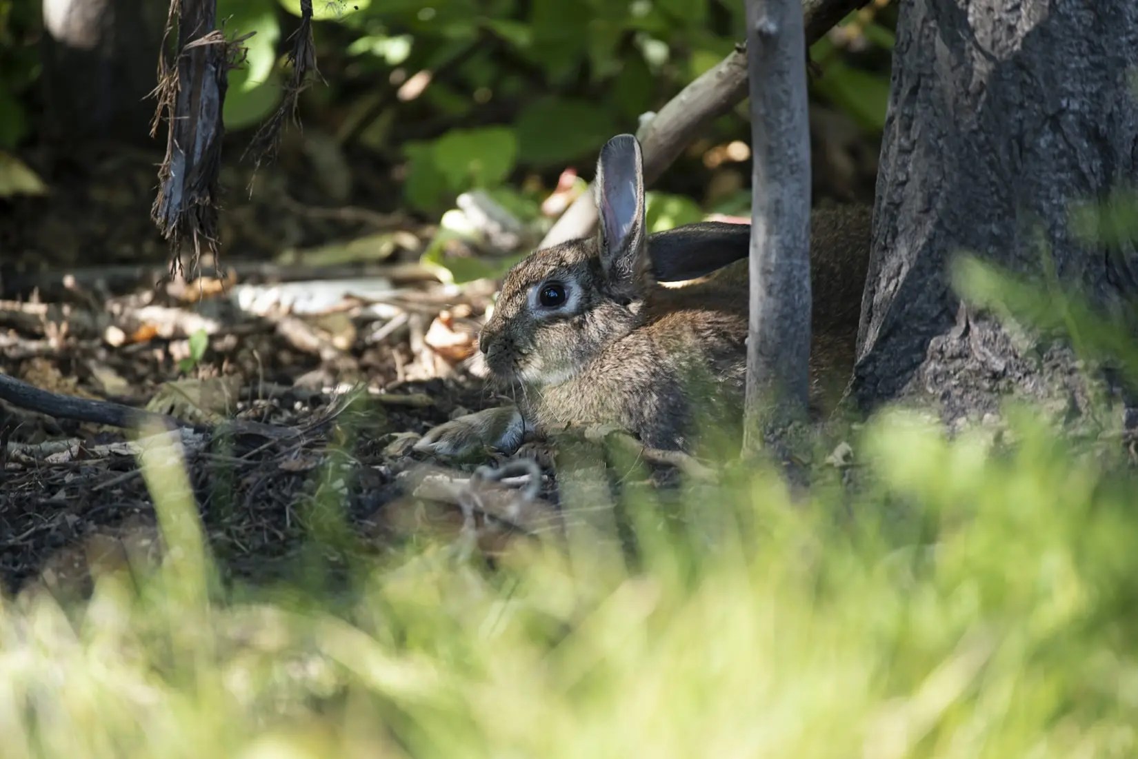 How To Wear Down Rabbits Claws (And What To Use!) Born For Pets